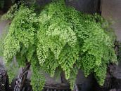 foto Topfpflanzen Maidenhair Fern, Adiantum hell-grün