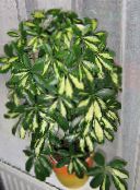 фото Домашние растения Шеффлера (Гептаплерум) деревья, Schefflera пестрый