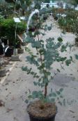 fotografie Pokojové rostliny Gum Tree stromy, Eucalyptus zelená
