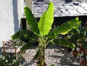 fotografija Sobne Rastline Cvetenja Banana drevesa, Musa coccinea zelena