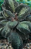 foto Sobne biljke Bertolonia, Dragulj Biljka lakrdijašica