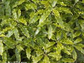 foto Krukväxter Japansk Lagerblad, Pittosporum Tobira buskar ljus-grön