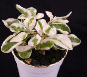 photo Indoor plants Alternanthera shrub motley