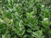 フォト 屋内植物 ナギイカダ 低木, Ruscus 緑色