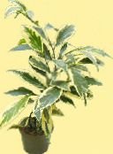 photo des plantes en pot Cleyera des arbustes bigarré