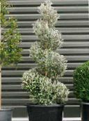 foto Indendørs planter Corokia træ sølvfarvede