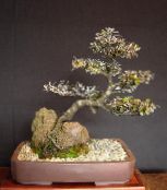 фото Домашні рослини Корок дерево, Corokia сріблястий
