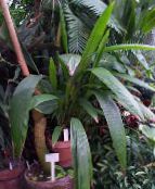 foto Krukväxter Curculigo, Palm Gräs grön