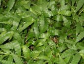 fénykép Szobanövények Tarka Basketgrass, Oplismenus zöld