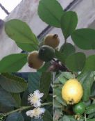 foto Sobne biljke Guava, Tropska Guava drveta, Psidium guajava zelena