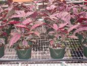 foto Plantas de salón Escudo Persa, Strobilanthes dyerianus vinoso