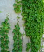 foto Kamerplanten Peper Wijnstok, Porselein Berry liaan, Ampelopsis brevipedunculata groen