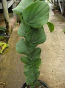 foto Sobne biljke Šindra Biljka lijana, Rhaphidophora zelena
