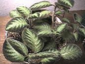 foto Le piante domestiche Fiamma Viola, , Episcia eterogeneo