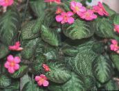 foto Plantas de interior Flame Violet, , Episcia verde escuro