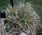 снимка Интериорни растения Фея Ангел, Hechtia златист