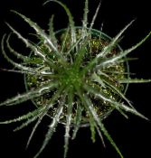 foto Indendørs planter Fe Engel, Hechtia mørkegrøn