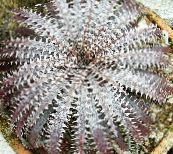 d'or Dyckia Herbeux