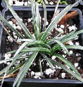 foto Sobne biljke Crni Zmaj, Lily-Trava, Zmija Brada, Ophiopogon lakrdijašica