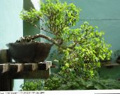 фото Домашние растения Брейния (Снежный куст) кустарники, Breynia зеленый