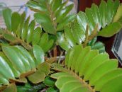 フォト 屋内植物 フロリダクズウコン 木, Zamia 緑色