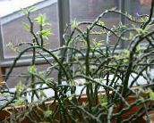 ფოტო შიდა მცენარეები Jacobs ასვლა, ეშმაკები ხერხემალი ბუში, Pedilanthus ჭრელი