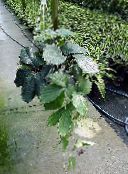 фото Домашні рослини Тетрастигма ліана, Tetrastigma зелений