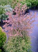 снимка Интериорни растения Cryptomeria дървета червен