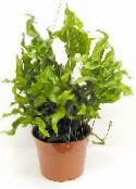 фото Домашні рослини Багатоніжка (Поліподіум), Polypodium зелений