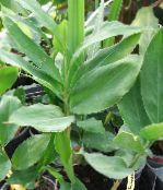 フォト 屋内植物 Cardamomum、エレッタリア·カーダモマム 緑色