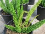 foto Le piante domestiche Asparago, Asparagus verde