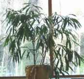 photo des plantes en pot Bambou, Bambusa vert