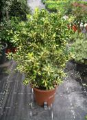 bilde Innendørs planter Japanese Spindel busk, Euonymus japonica motley