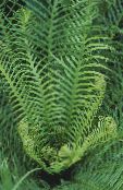 снимка Интериорни растения Трудно Папрат, Blechnum gibbum зелен