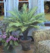 фото Домашні рослини Блехнум, Blechnum gibbum зелений