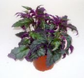 紫のベルベットの植物、王室のベルベットの植物
