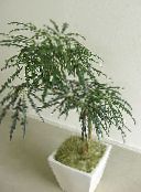 photo Indoor plants False Aralia tree, Dizygotheca elegantissima dark green
