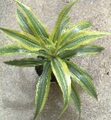 foto Le piante domestiche Dracaena eterogeneo