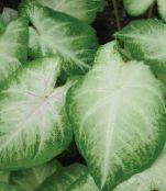 foto Indendørs planter Caladium sølvfarvede