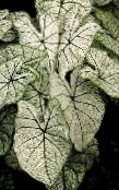 fotoğraf Kapalı bitkiler Caladium simli