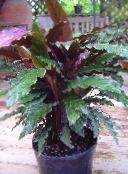 oscuro-verde Calathea, Planta Cebra, Planta De Pavo Real Herbáceas