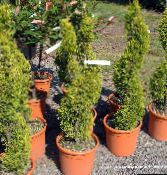 фото Домашние растения Кипарис деревья, Cupressus светло-зеленый