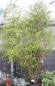 foto Krukväxter Melaleuca träd grön