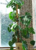 foto Plantas de salón Dividida Hoja Filodendro liana, Monstera oscuro-verde