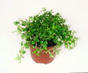 fotografija Sobne Rastline Topništvo Praprot, Miniaturni Peperomia, Pilea microphylla, Pilea depressa svetlo-zelena