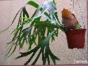foto Le piante domestiche Staghorn Felce, Elkhorns, Platycerium verde