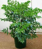 nuotrauka Vidinis augalai China Doll krūmas, Radermachera sinica žalias