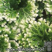 fotografija Sobne Rastline Vrsta Selaginella pestro