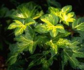 foto Plantas de interior Tree Ivy cipó, Fatshedera lizei variegado