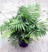 nuotrauka Vidinis augalai Filodendras Liana, Philodendron  liana žalias